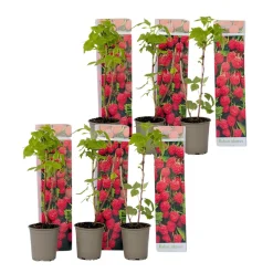 PLANT IN A BOX - Framboisier - set de 6 - rubus ideaus 'autumn bliss' - hauteur 25-40cm - ⌀9cm