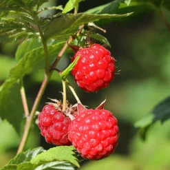 PLANT IN A BOX - Framboisier - set de 6 - rubus ideaus 'autumn bliss' - hauteur 25-40cm - ⌀9cm