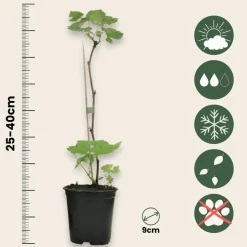 PLANT IN A BOX - Framboisier - set de 6 - rubus ideaus 'autumn bliss' - hauteur 25-40cm - ⌀9cm