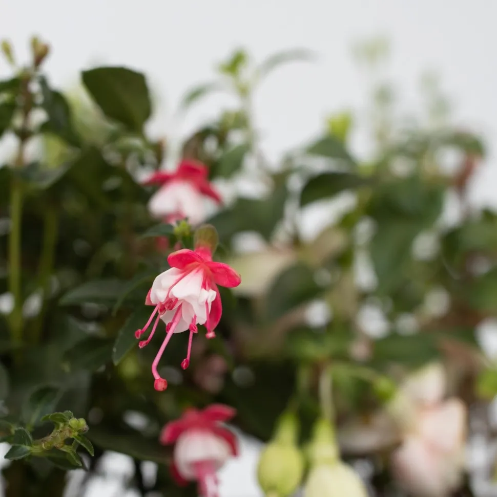PLANT IN A BOX - Fuchsia pleureur - set de 6 - fuchsia magellanica - hauteur 10-20cm - ⌀9cm