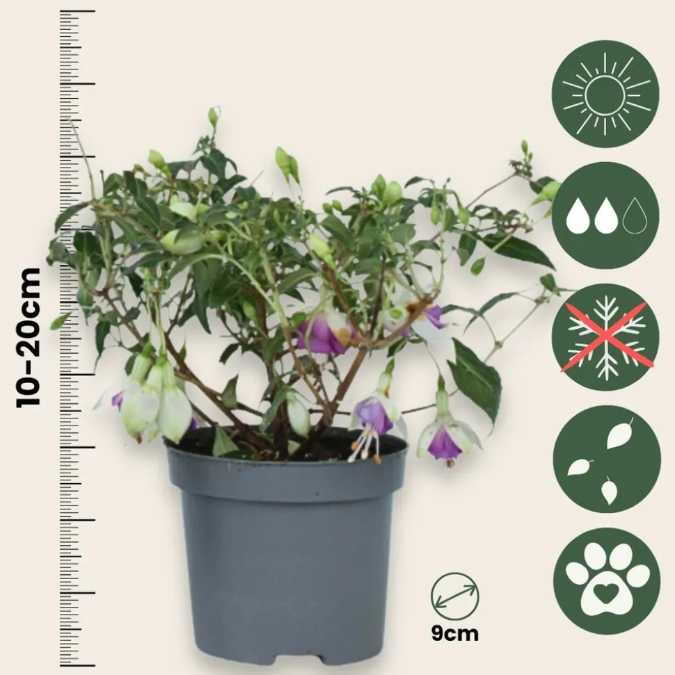PLANT IN A BOX - Fuchsia pleureur - set de 6 - fuchsia magellanica - hauteur 10-20cm - ⌀9cm