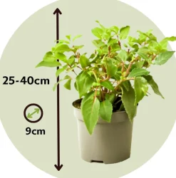 PLANT IN A BOX - Fuchsia pleureur - set de 6 - fuchsia magellanica - hauteur 10-20cm - ⌀9cm