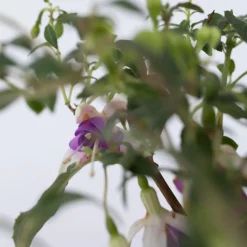 PLANT IN A BOX - Fuchsia pleureur - set de 3 - fuchsia magellanica - hauteur 10-20cm - ⌀9cm