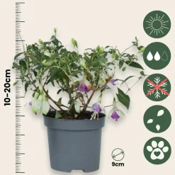 PLANT IN A BOX - Fuchsia pleureur - set de 3 - fuchsia magellanica - hauteur 10-20cm - ⌀9cm