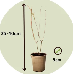 PLANT IN A BOX - Grenadier - set de 6 - punica granatum - hauteur 25-40cm - ⌀9cm