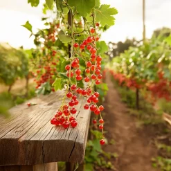 PLANT IN A BOX - Groseillier à grappes - set de 2 - ribes rubrum - hauteur 50-60cm - ⌀15cm