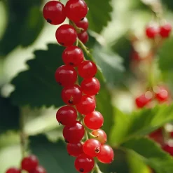 PLANT IN A BOX - Groseillier à grappes - set de 4 - ribes rubrum - hauteur 50-60cm - ⌀15cm