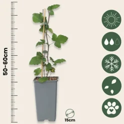 PLANT IN A BOX - Groseillier à grappes - set de 4 - ribes rubrum - hauteur 50-60cm - ⌀15cm