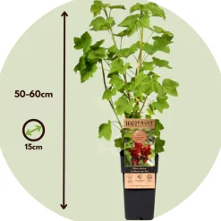 PLANT IN A BOX - Groseillier à grappes - set de 4 - ribes rubrum - hauteur 50-60cm - ⌀15cm