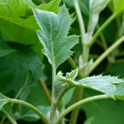 PLANT IN A BOX - Hortensia - hydrangea paniculata 'ice crystal' - hauteur 25-40cm - ⌀19cm