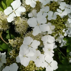 PLANT IN A BOX - Hortensia - hydrangea paniculata 'ice crystal' - hauteur 25-40cm - ⌀19cm