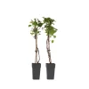 PLANT IN A BOX - Hortensia - set de 2 - hydrangea anomale petiolaris - hauteur 60-70cm - ⌀15cm