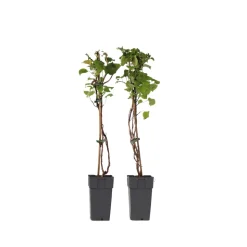 PLANT IN A BOX - Hortensia - set de 2 - hydrangea anomale petiolaris - hauteur 60-70cm - ⌀15cm