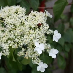 PLANT IN A BOX - Hortensia - set de 2 - hydrangea anomale petiolaris - hauteur 60-70cm - ⌀15cm