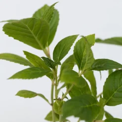 PLANT IN A BOX - Hortensia - set de 6 - hydrangea macrophylla 'wudu' - hauteur 25-40cm - ⌀9cm