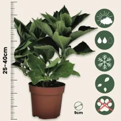 PLANT IN A BOX - Hortensia - set de 6 - hydrangea macrophylla 'wudu' - hauteur 25-40cm - ⌀9cm