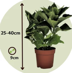 PLANT IN A BOX - Hortensia - set de 6 - hydrangea macrophylla 'wudu' - hauteur 25-40cm - ⌀9cm