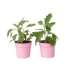 PLANT IN A BOX - Hortensia - set de 2 - hydrangea 'ice crystal' - hauteur 25-40cm - ⌀19cm