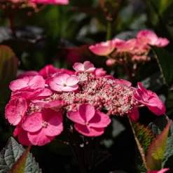 PLANT IN A BOX - Hortensia - set de 2 - hydrangea 'dare devil' - hauteur 25-40cm - ⌀19cm