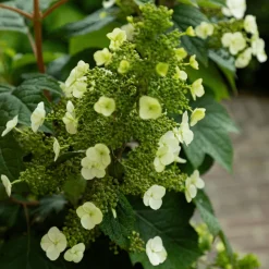 PLANT IN A BOX - Hortensia - hydrangea paniculata 'toy soldier' - hauteur 25-40cm - ⌀19cm