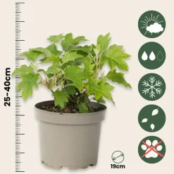 PLANT IN A BOX - Hortensia - hydrangea paniculata 'toy soldier' - hauteur 25-40cm - ⌀19cm