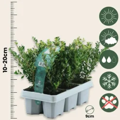 PLANT IN A BOX - Houx crenelé - set de 12 - ilex crenata 'jenny' - hauteur 10-20cm - ⌀9cm