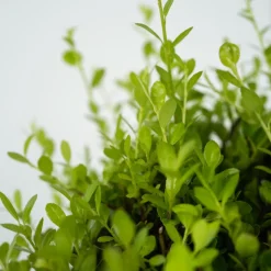 PLANT IN A BOX - Houx crenelé - ilex crenata 'jenny' - hauteur 30-40cm - ⌀17cm