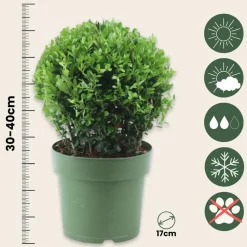 PLANT IN A BOX - Houx crenelé - ilex crenata 'jenny' - hauteur 30-40cm - ⌀17cm