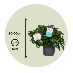 PLANT IN A BOX - Jasmin du cap - set de 4 - gardenia jasminoides - hauteur 20-30cm - ⌀13cm