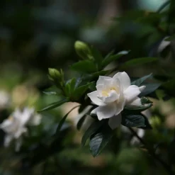 PLANT IN A BOX - Jasmin du cap - gardenia jasminoides - hauteur 20-30cm - ⌀13cm