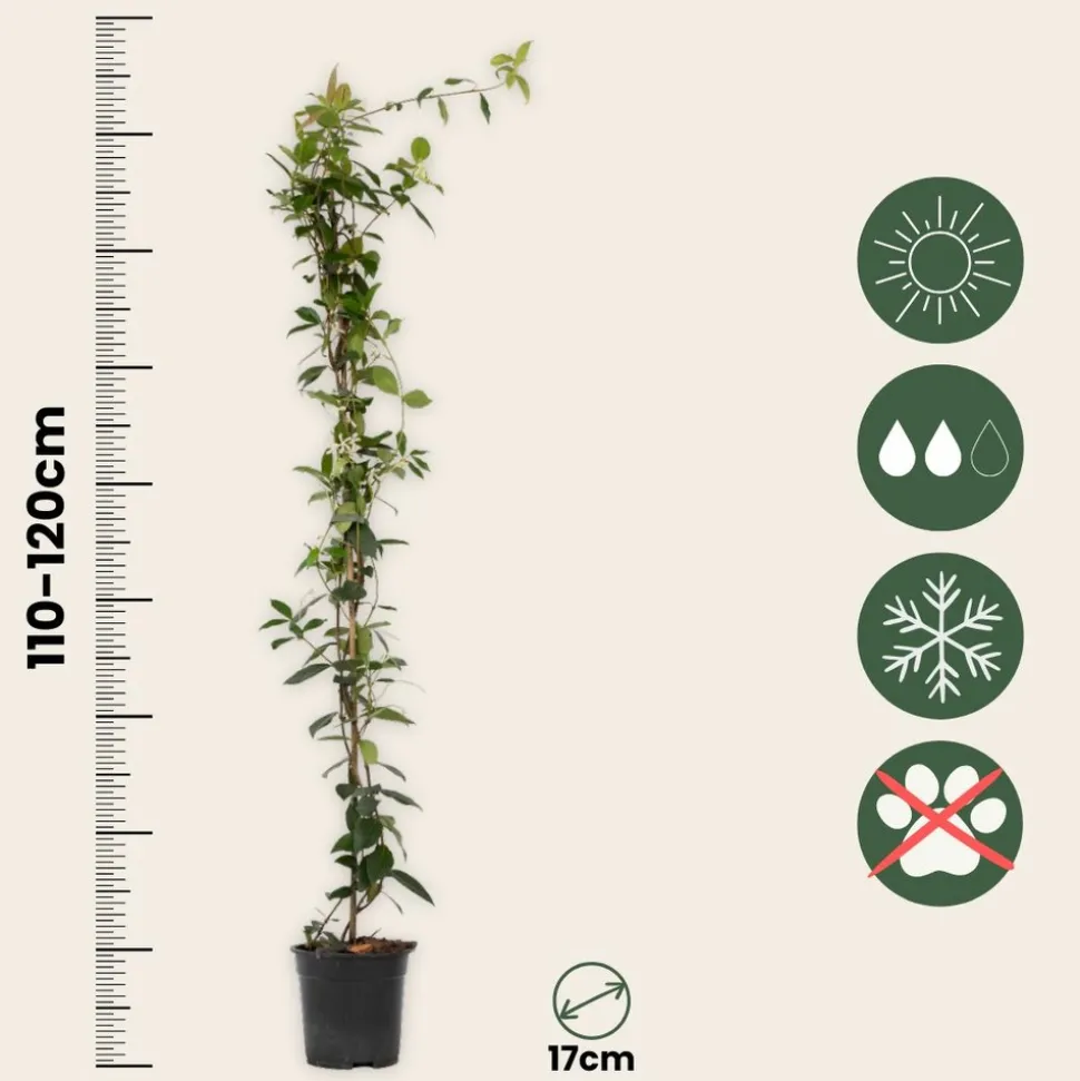 PLANT IN A BOX - Jasmin étoilé - trachelospermum jasminoides - hauteur 110-120cm - ⌀17cm
