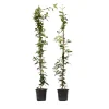 PLANT IN A BOX - Jasmin étoilé - set de 2 - trachelospermum jasminoides - h110-120cm - ⌀17cm