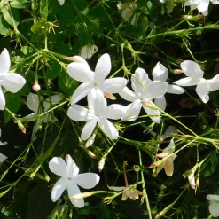 PLANT IN A BOX - Jasmin étoilé - set de 2 - trachelospermum jasminoides - h110-120cm - ⌀17cm