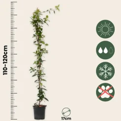 PLANT IN A BOX - Jasmin étoilé - set de 2 - trachelospermum jasminoides - h110-120cm - ⌀17cm