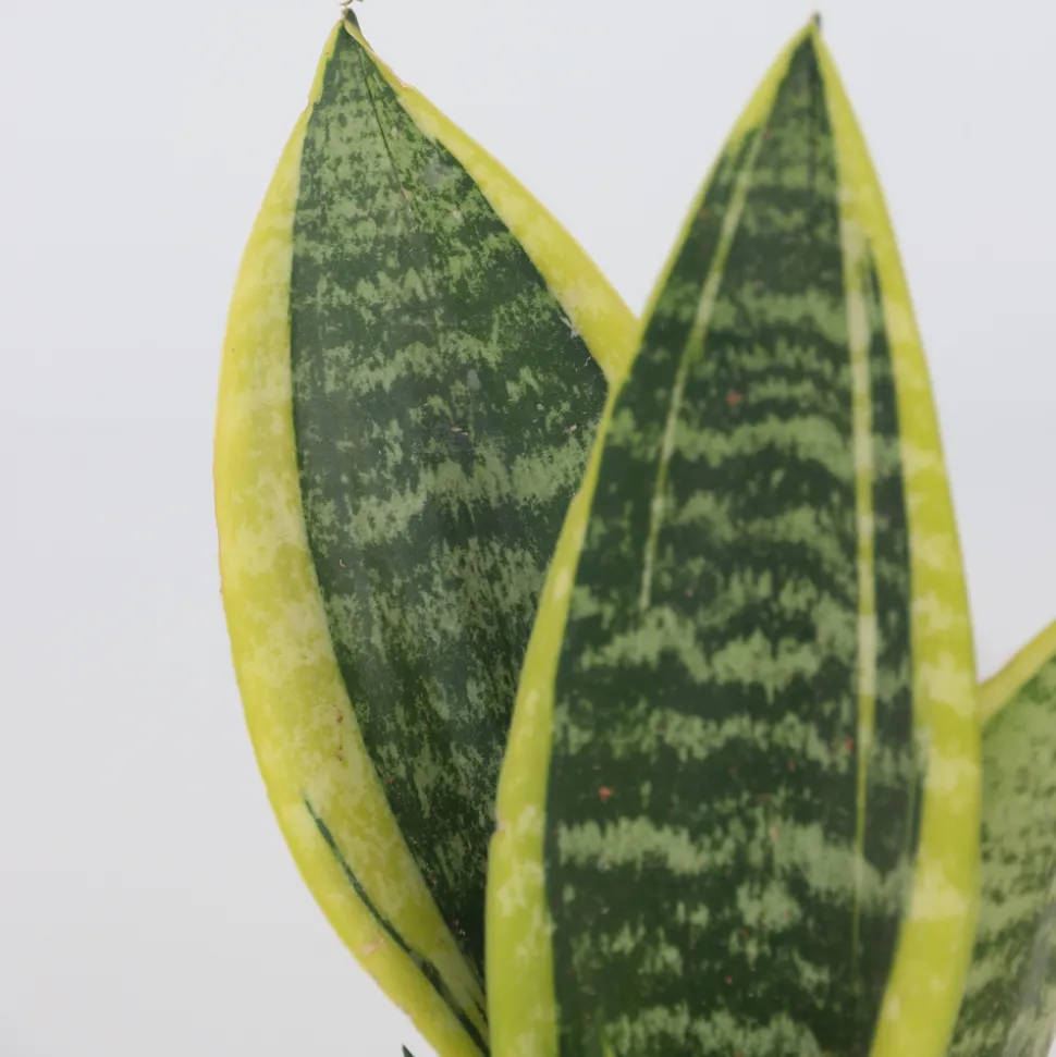 PLANT IN A BOX - Langue de belle-mère - set de 3 - sansevieria 'superba' - h35-40cm - ⌀12cm