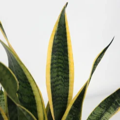 PLANT IN A BOX - Langue de belle-mère - sansevieria trifasciata laurentii - h40-50cm - ⌀14cm