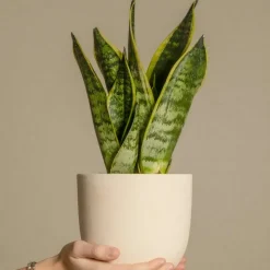 PLANT IN A BOX - Langue de belle-mère - set de 4 - sansevieria 'superba' - h35-40cm - ⌀12cm