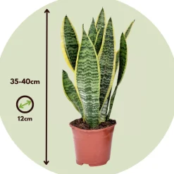 PLANT IN A BOX - Langue de belle-mère - set de 4 - sansevieria 'superba' - h35-40cm - ⌀12cm