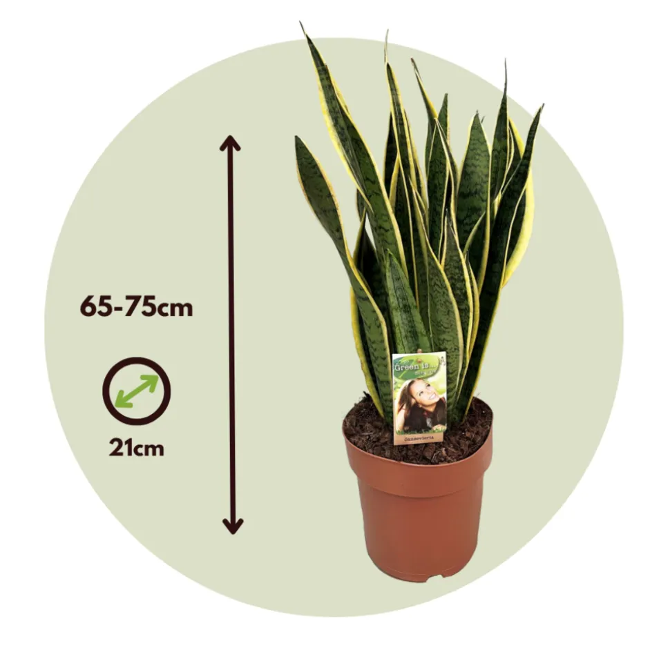 PLANT IN A BOX - Langue de belle-mère - sansevieria trifasciata laurentii - h65-75cm - ⌀21cm