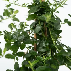 PLANT IN A BOX - Lilas de californie - ceanothus thyrsiflorus repens - hauteur 60-70cm - ⌀17cm