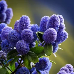 PLANT IN A BOX - Lilas de californie - ceanothus thyrsiflorus repens - hauteur 60-70cm - ⌀17cm