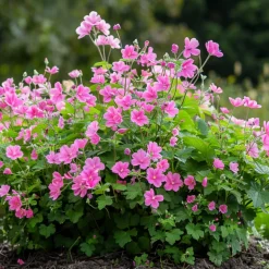 PLANT IN A BOX - Mauve du cap - set de 6 - anisodontea capensis 'el rayo' - h25-40cm - ⌀9cm