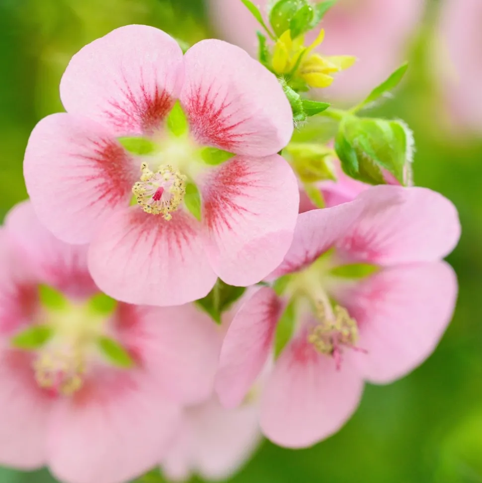 PLANT IN A BOX - Mauve du cap - set de 3 - anisodontea capensis 'el rayo' - h25-40cm - ⌀9cm