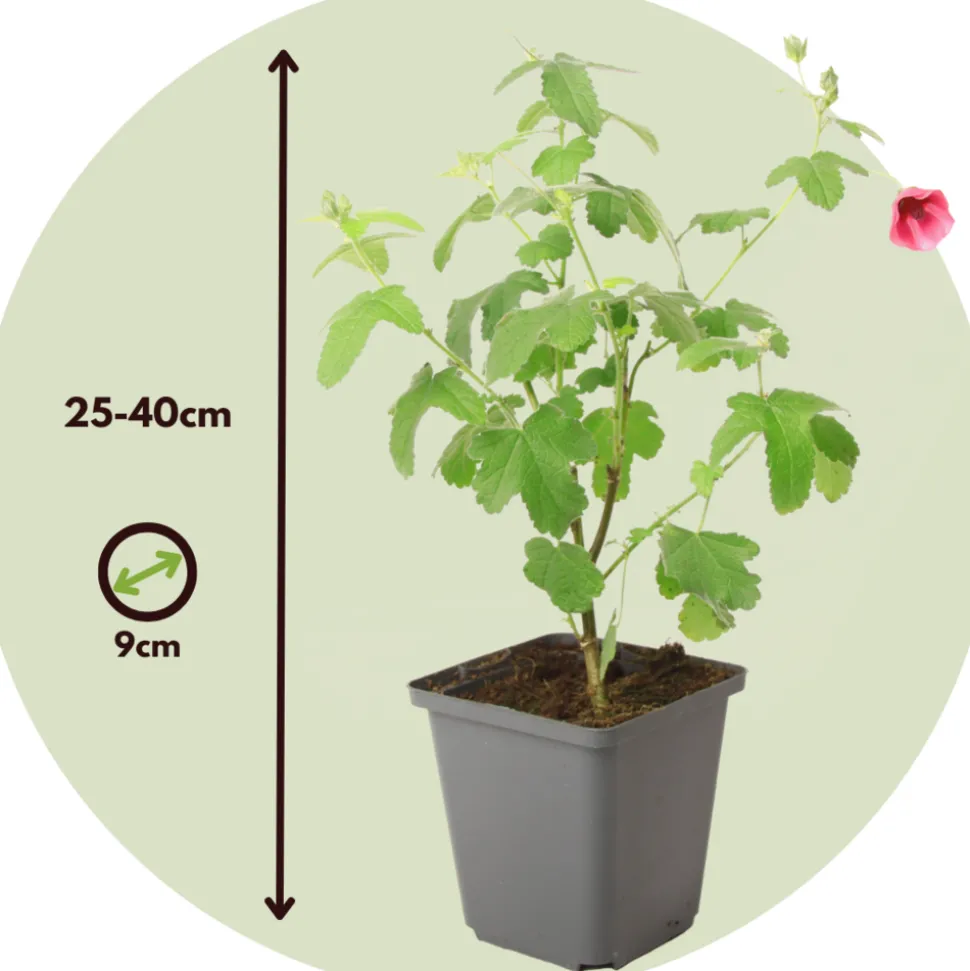 PLANT IN A BOX - Mauve du cap - set de 3 - anisodontea capensis 'el rayo' - h25-40cm - ⌀9cm