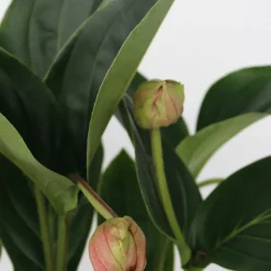 PLANT IN A BOX - Medinille magnifique - medinilla magnifica - hauteur 55-60cm - ⌀17cm