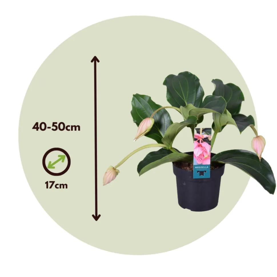 PLANT IN A BOX - Medinille magnifique - set de 2 - medinilla magnifica - hauteur 40-50cm - ⌀17cm