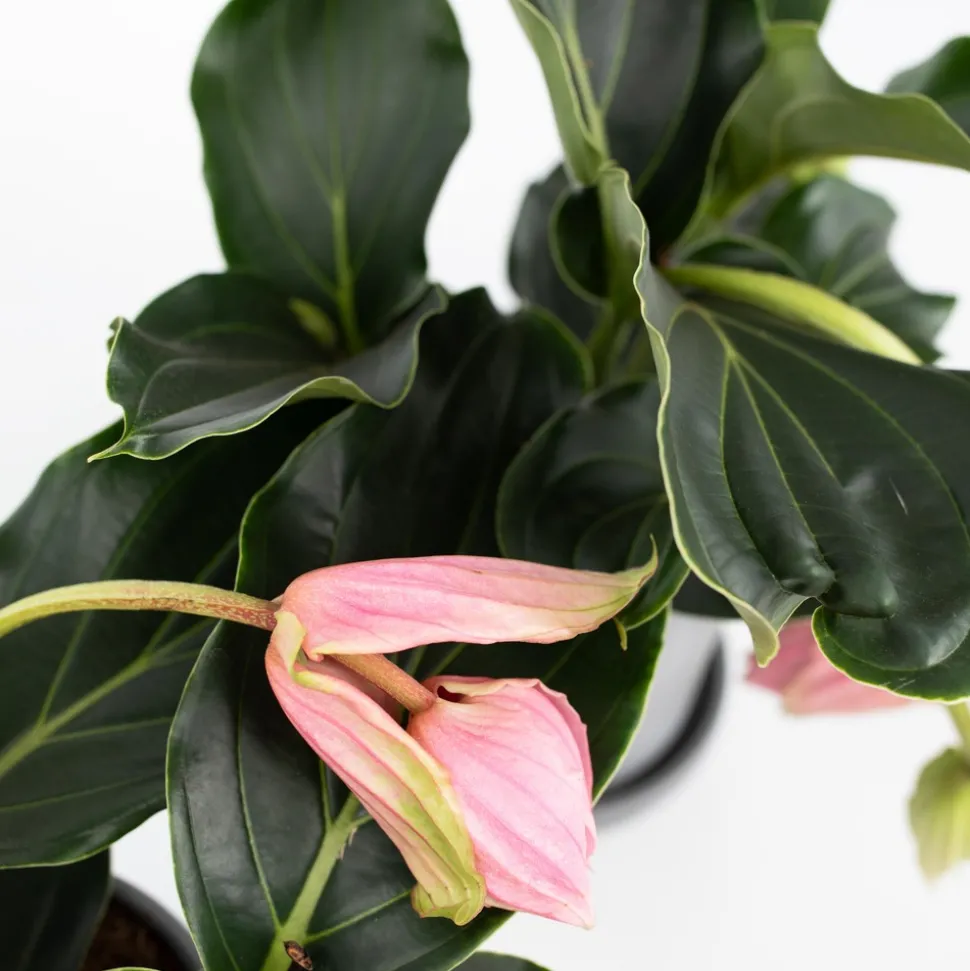 PLANT IN A BOX - Medinille magnifique - medinilla magnifica - hauteur 40-50cm - ⌀17cm