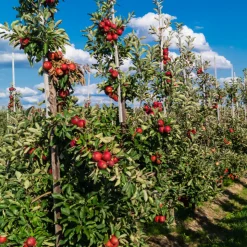 PLANT IN A BOX - Mélange d'arbres fruitiers - set de 4 - malus, pryus, prunus - h60-70cm - ⌀9cm