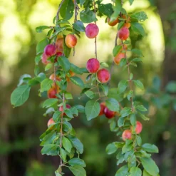 PLANT IN A BOX - Mélange d'arbres fruitiers - set de 4 - malus, pryus, prunus - h60-70cm - ⌀9cm