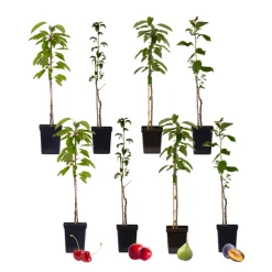 PLANT IN A BOX - Mélange d'arbres fruitiers - set de 8 - malus, pryus, prunus - h60-70cm - ⌀9cm